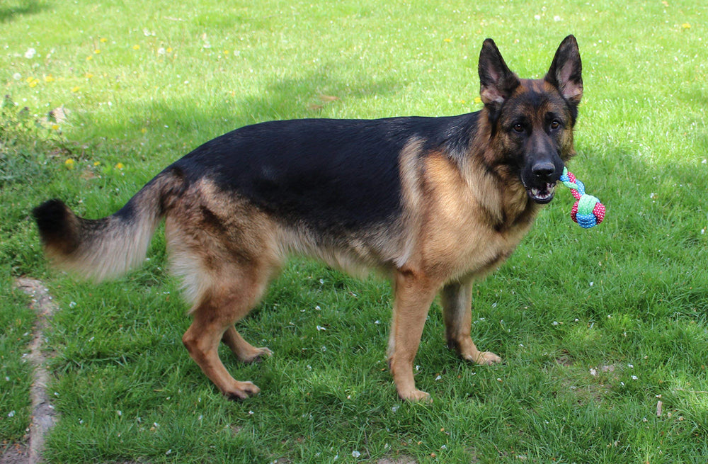 Jalousie 14-pack dog play shot illustrating shared fun in a multi-dog home