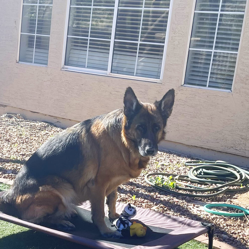 Jalousie crinkle movement mimics animal motion to capture dogs' attention.