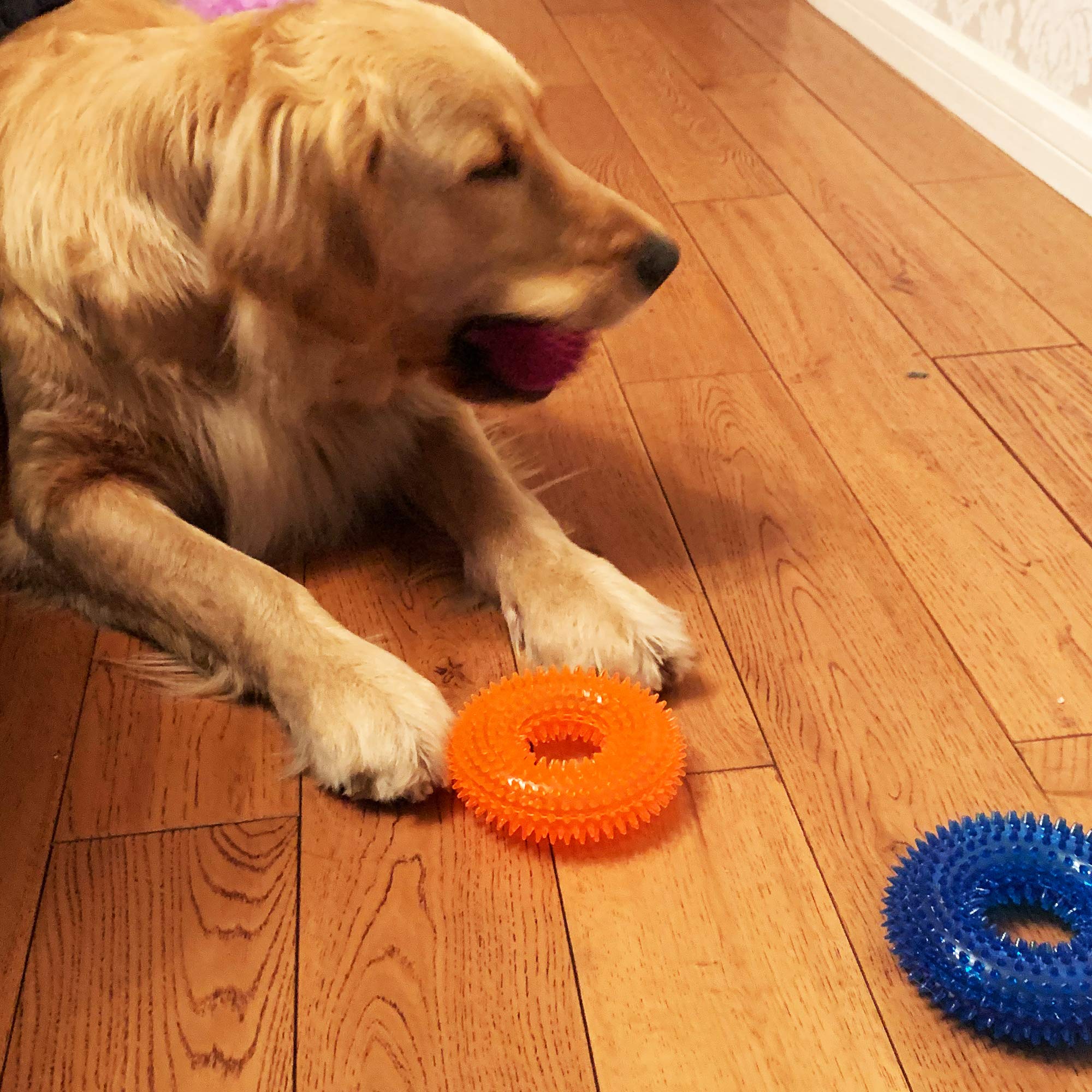 Jalousie colorful dog toys pack with high visibility colors