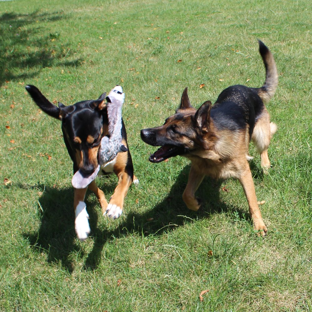 Jalousie dog squeaky toys durable liner emphasizes longer play sessions and resilience