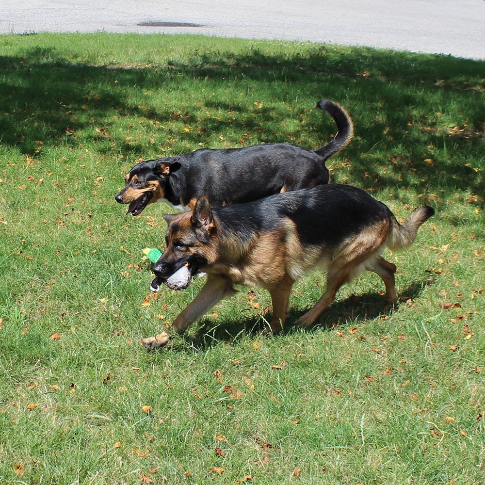 Jalousie reinforced seams strengthen stitching for tougher chew moments and extended use
