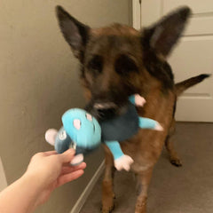 Jalousie dog squeaky toys non-toxic rubber closeup emphasizing lead-free material.
