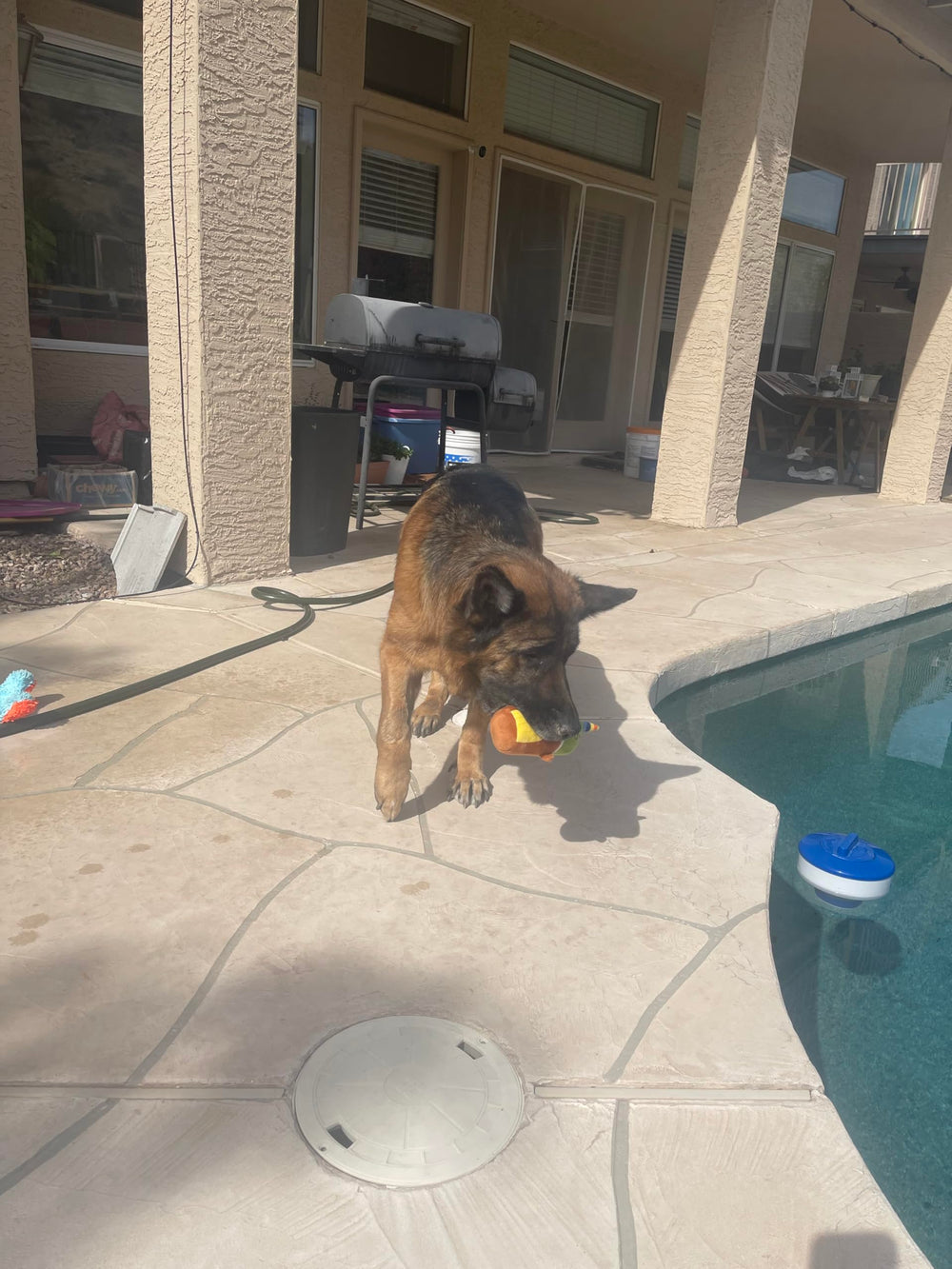 Jalousie juguete sonoro para perros, estimula la interacción