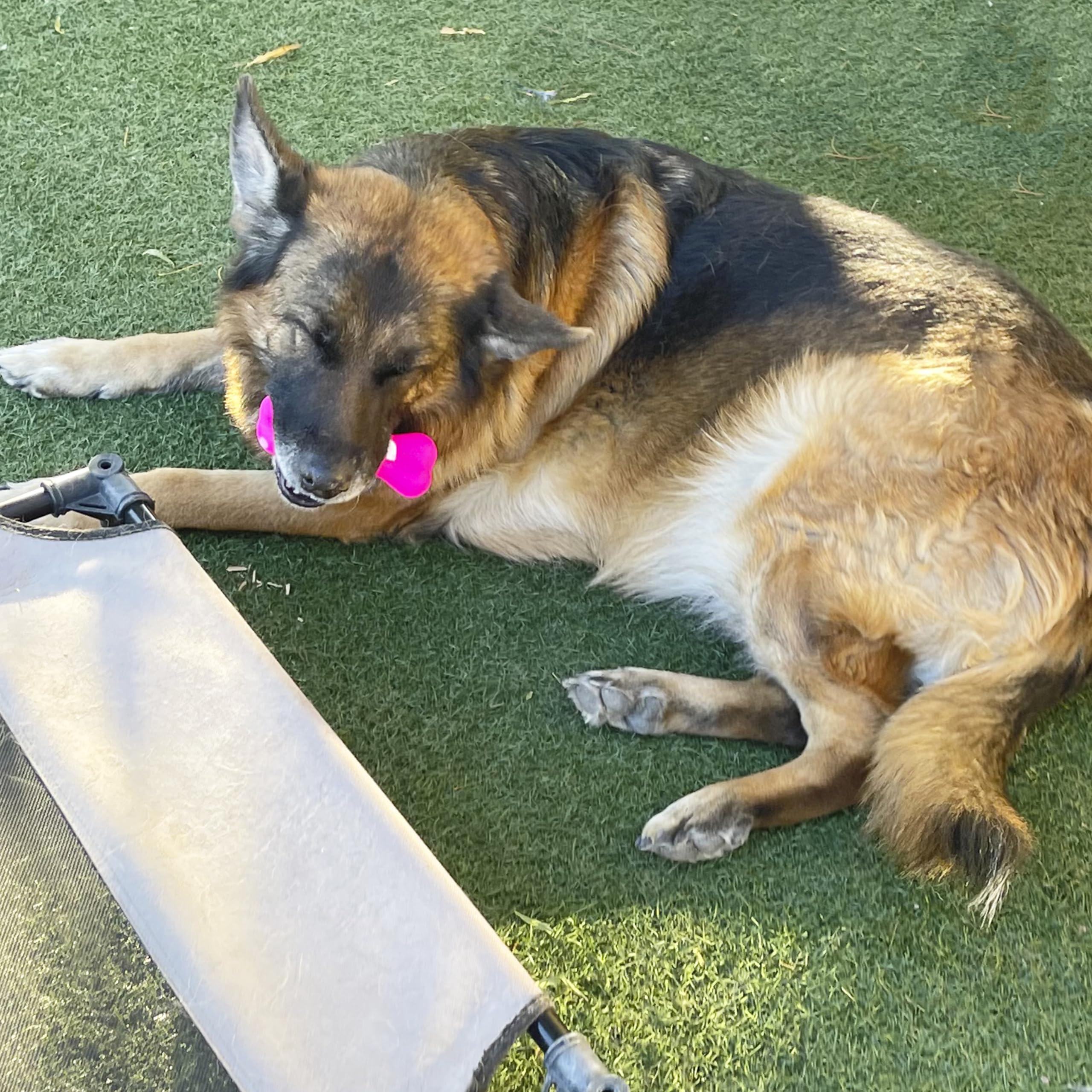 Jalousie squeaky toy on couch, stress-relief through chewing.