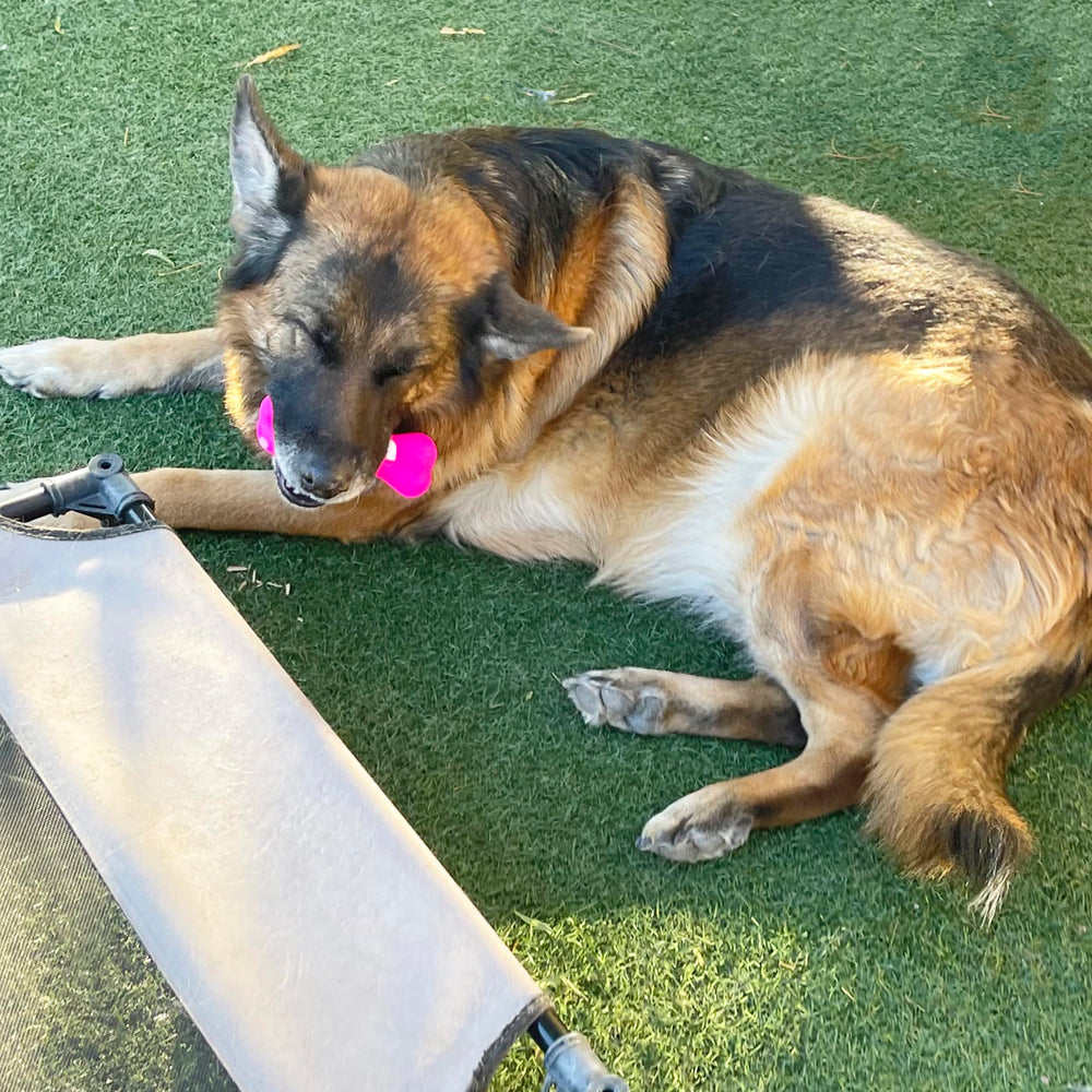 Jalousie squeaky toy on couch, stress-relief through chewing.