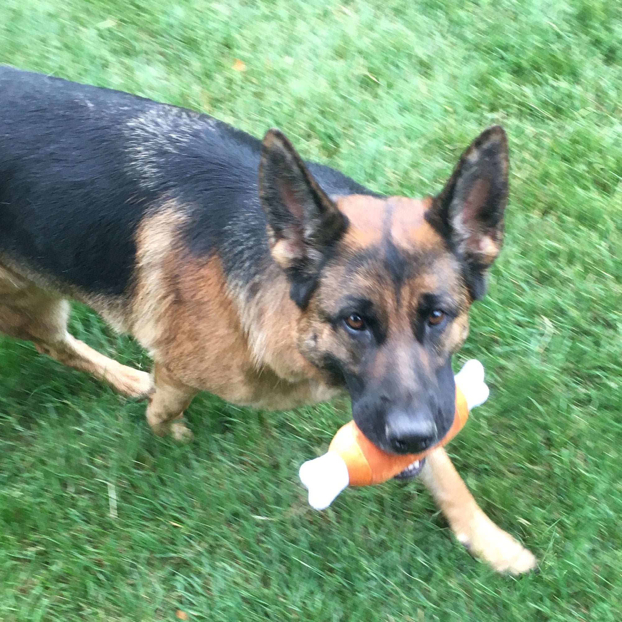Jalousie medium-dog chew toy texture emphasizes safe chewing and squeakable fun.