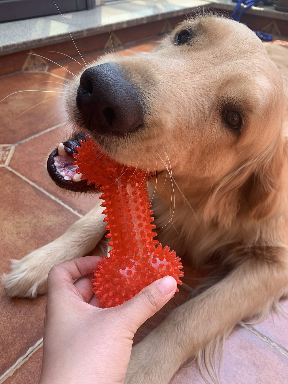 Jalousie small to medium breed dog toys designed for puppies