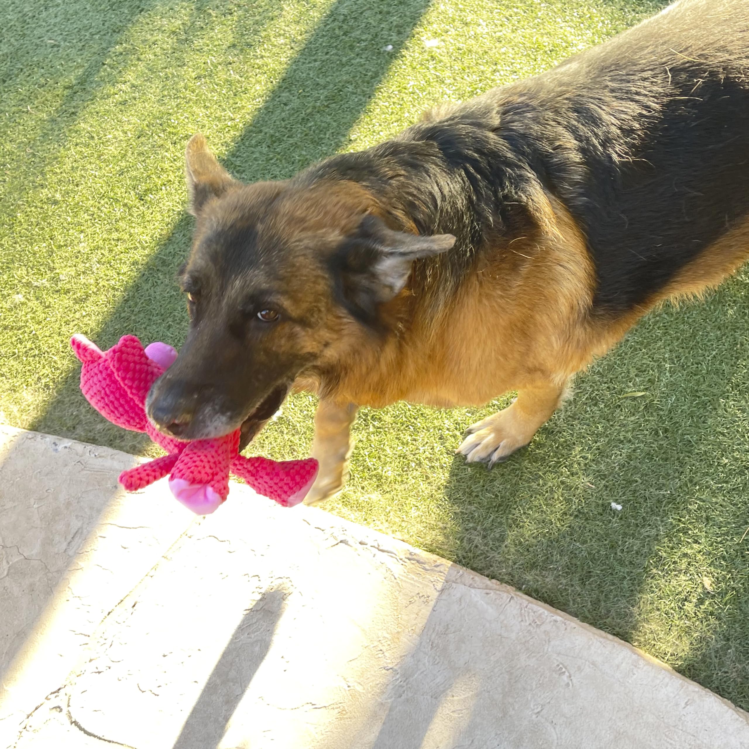 Jalousie plush toy for medium breeds during indoor fetch.