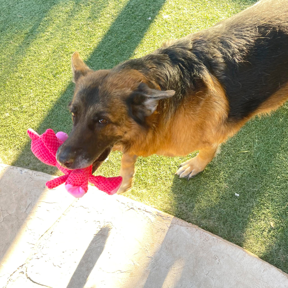 Jalousie plush toy for medium breeds during indoor fetch.