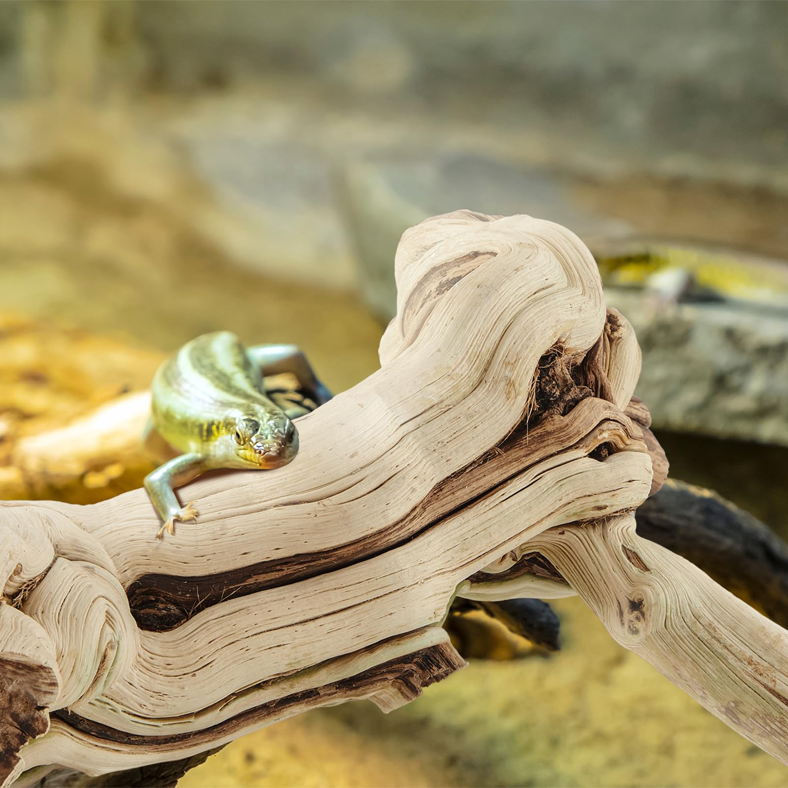 Janinka multiple reptile compatibility branch highlights safe enrichment for bearded dragons, geckos, chameleons.