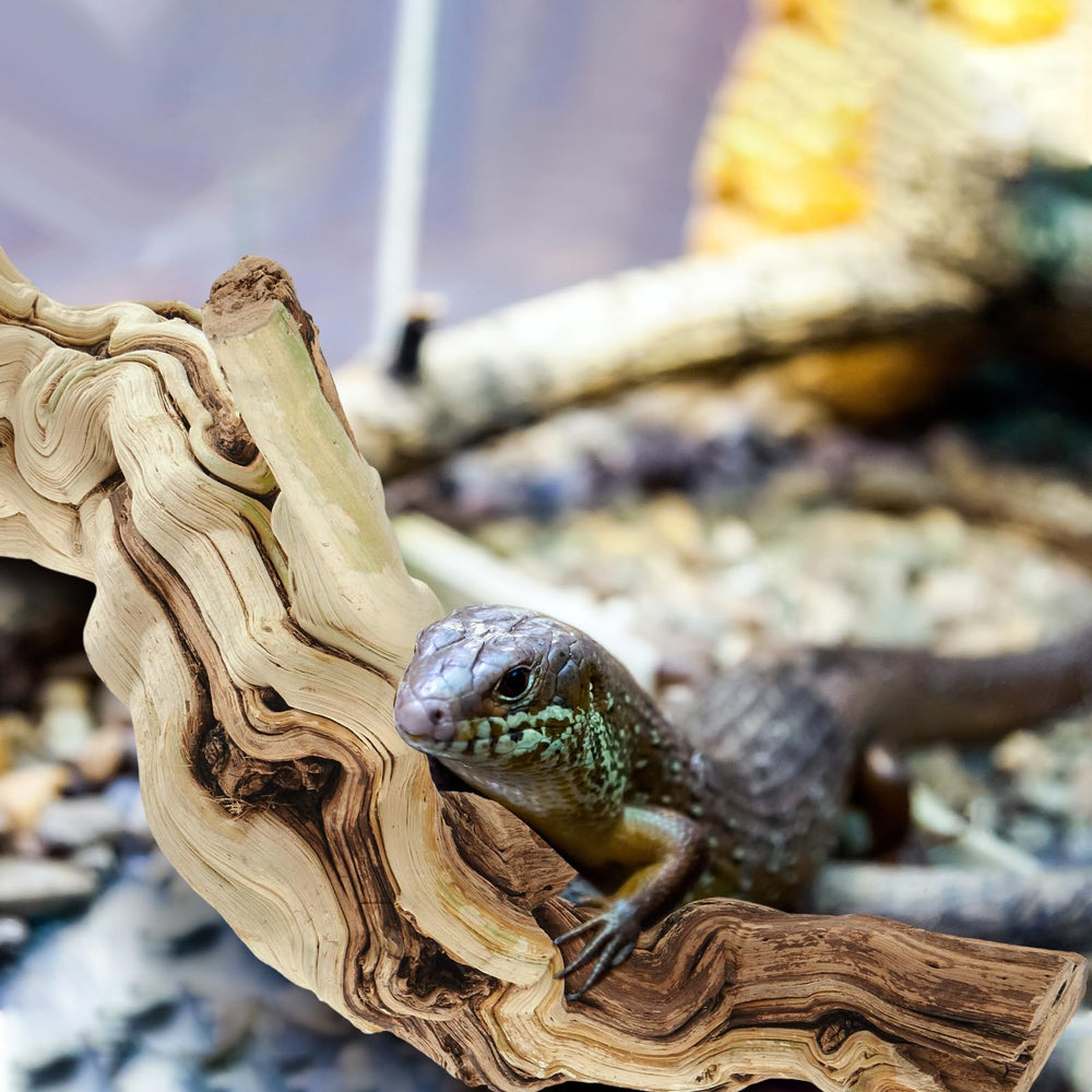 Janinka terrarium decoration branch demonstrates natural installation for multi-species setups.