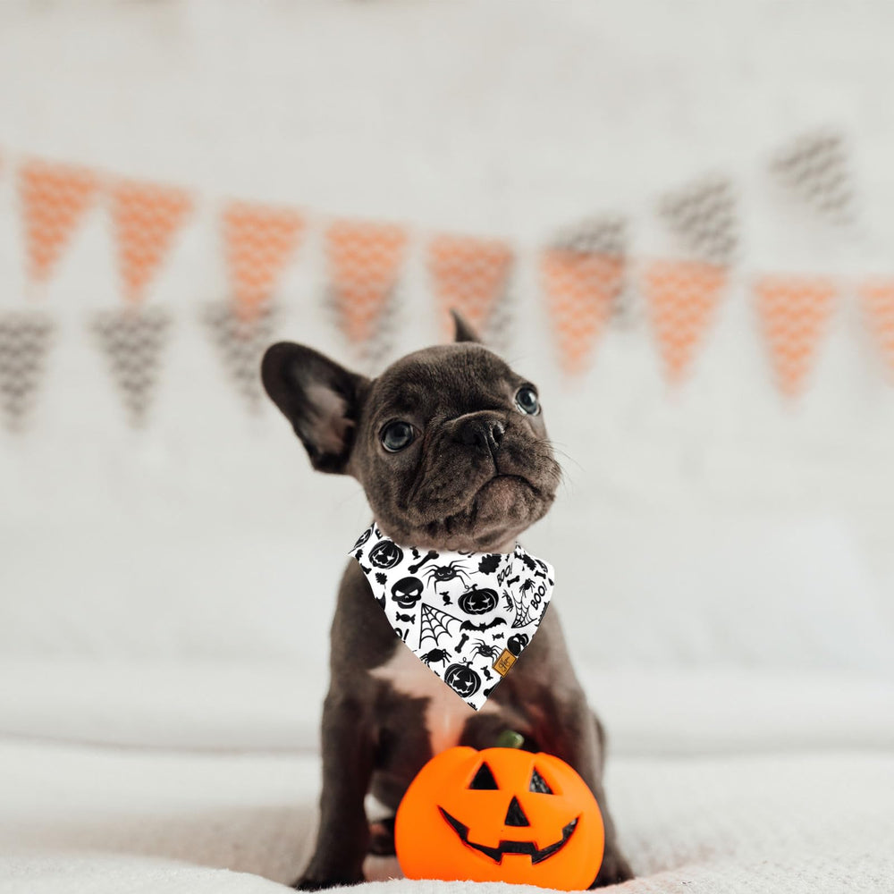 JarThenaAMCS Halloween dog bandana adjustable ends offer comfy fit for medium dogs.