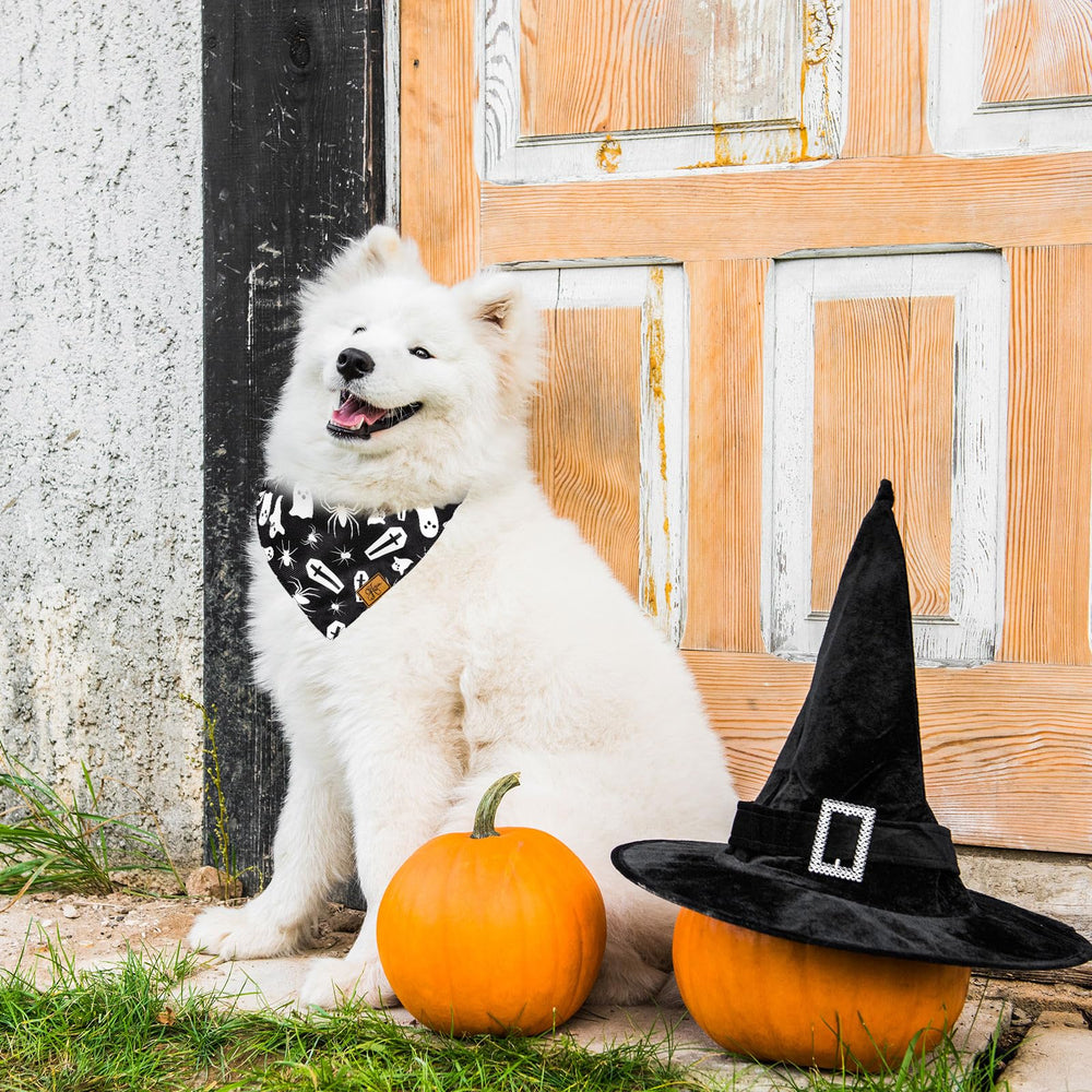 JarThenaAMCS Halloween dog bandana black white colorway pairs with any collar for photos.