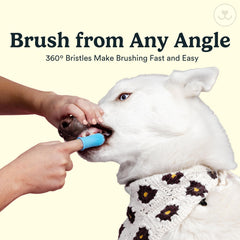 Jasper back-molars access clean targets hard-to-reach areas effectively.