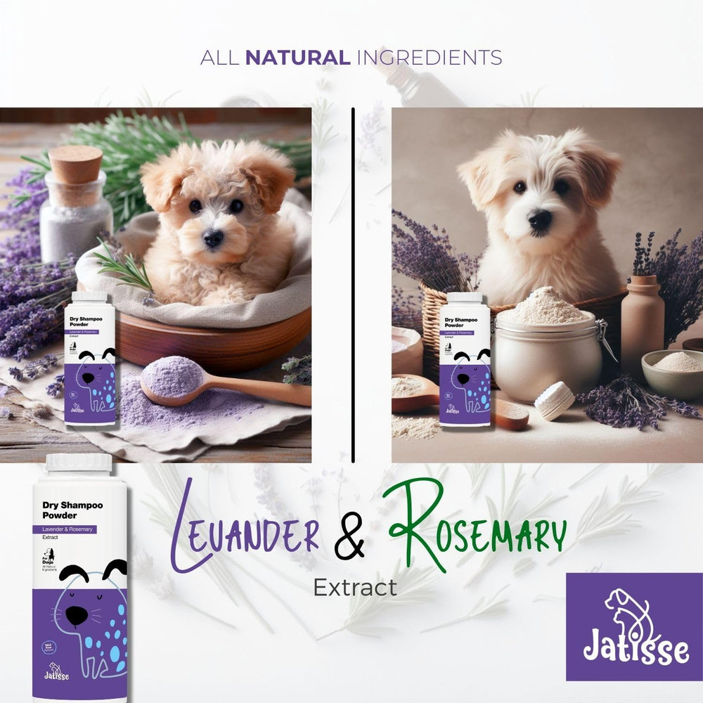 Paws cleaned after walks using Jatisse dry shampoo powder.