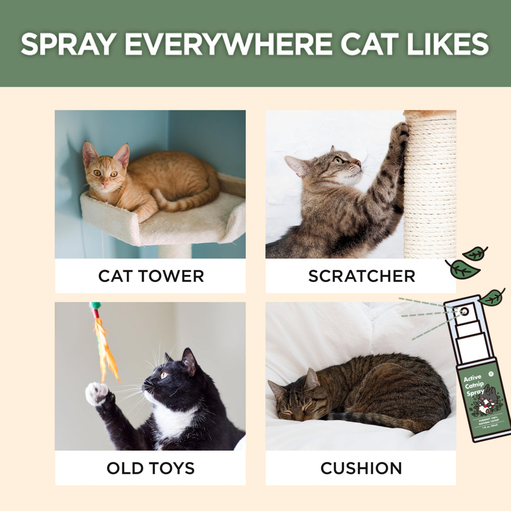 JAYU PET Spray dispersion action hints even mist coverage for versatile use