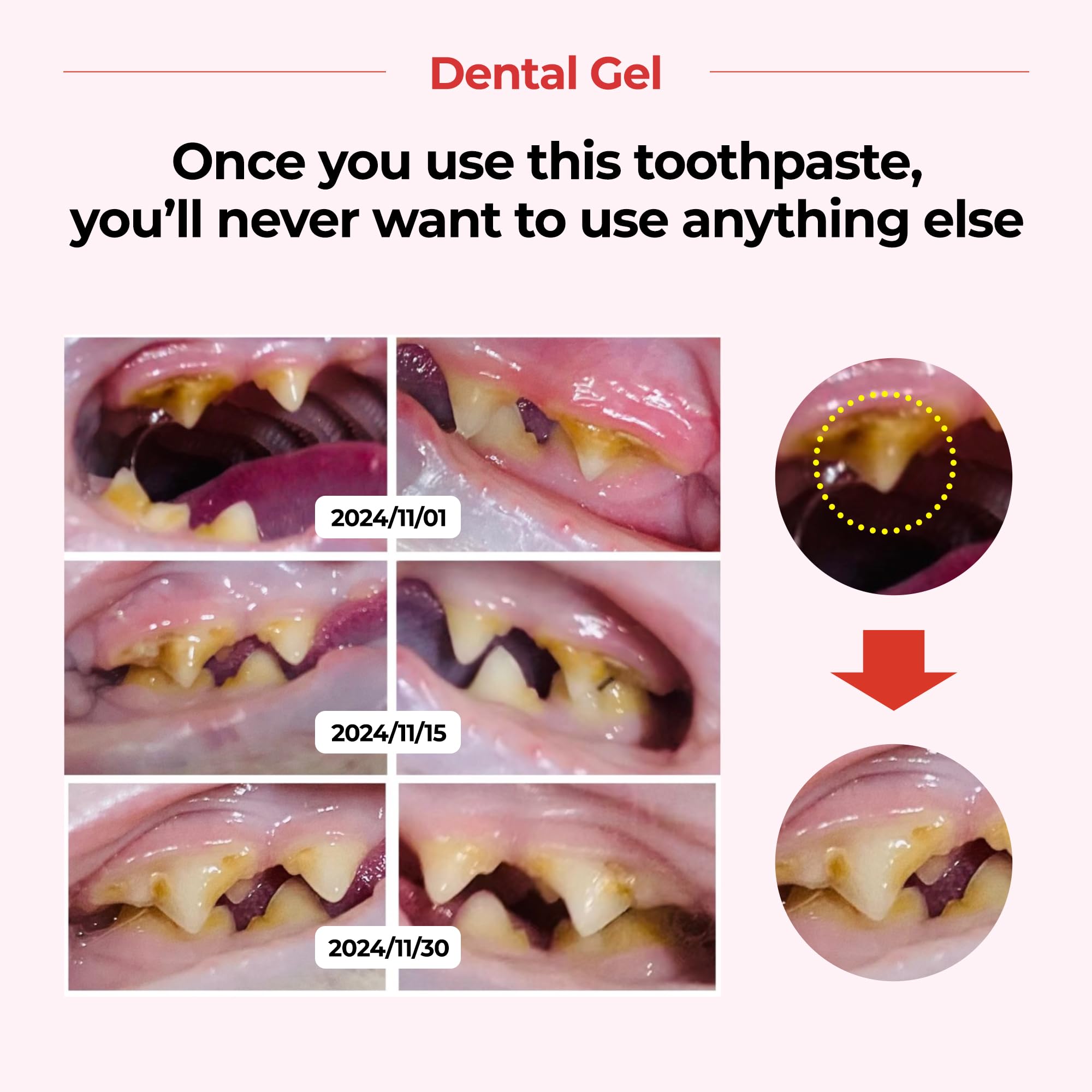 JAYU PET gel-coated teeth after licking for full surface coverage.