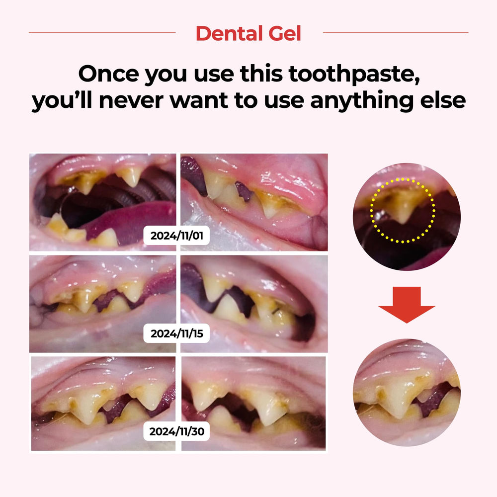 JAYU PET gel-coated teeth after licking for full surface coverage.