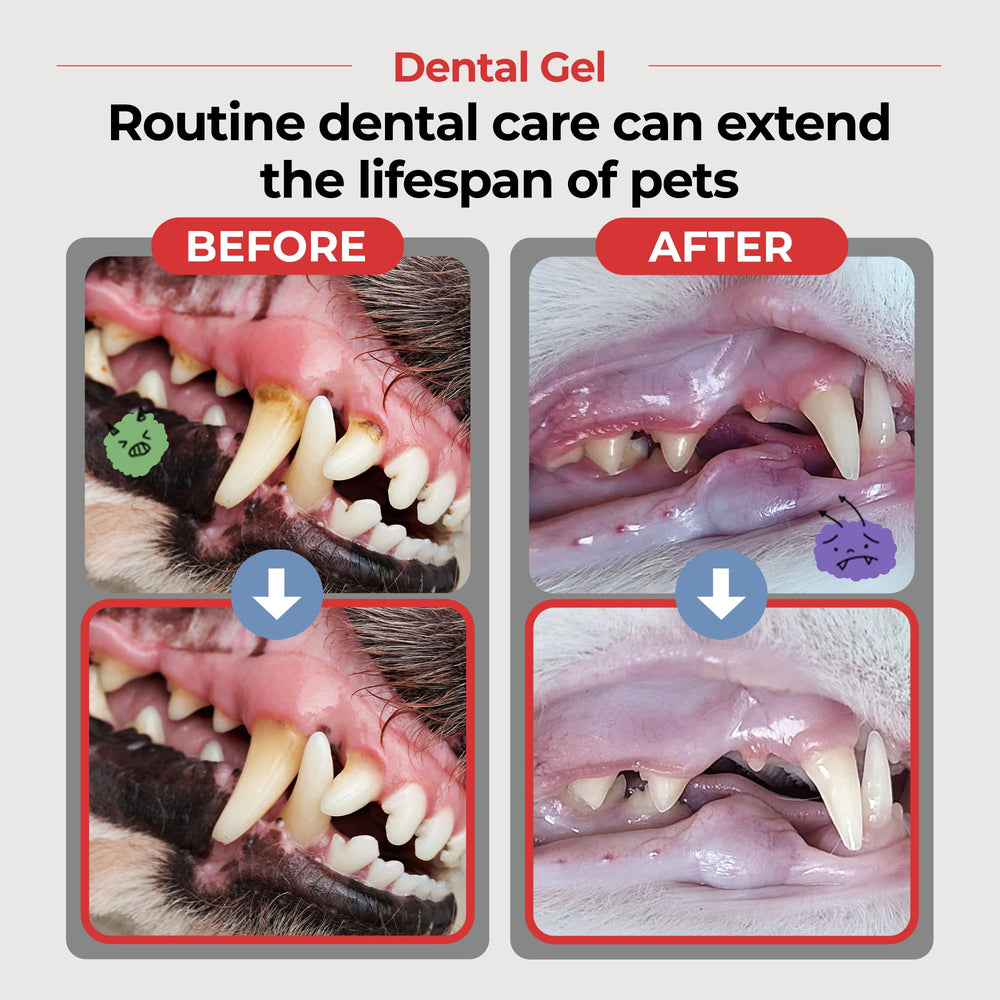 JAYU PET dental gel packaging box with clean design and branding.