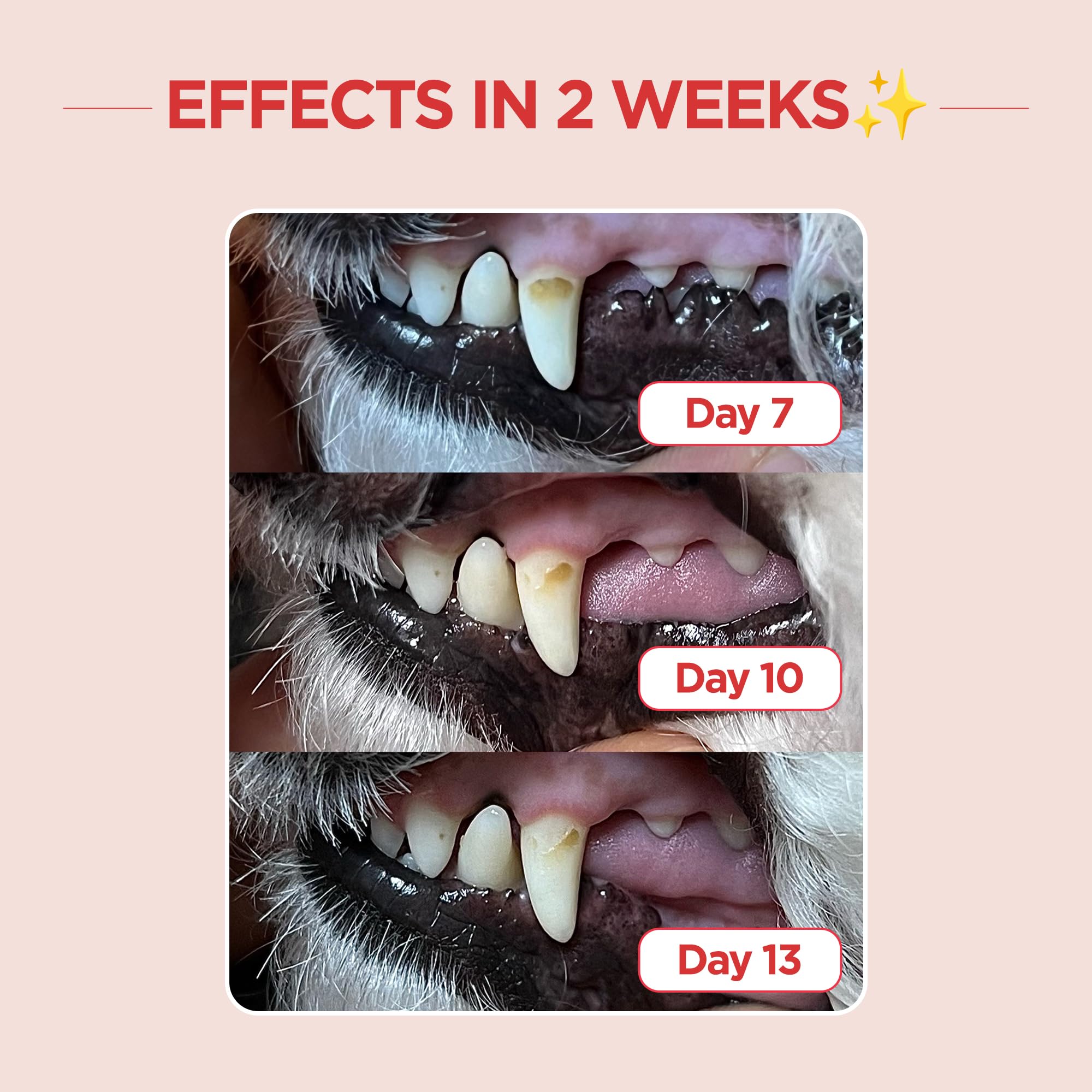 JAYU PET brush diagonal bristle design helps reach between molars