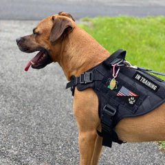 J.CARP dog-in-training patch ready to flag training status during outings.