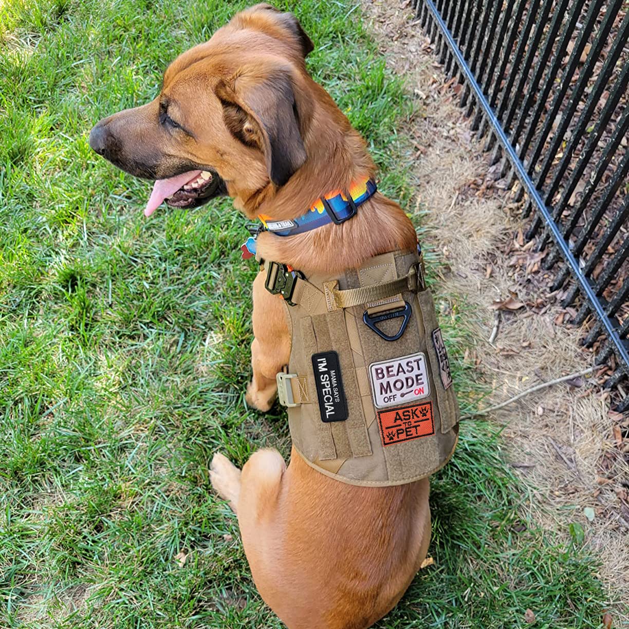 J.CARP paw-and-flag emblem adds clear status cues on walks.