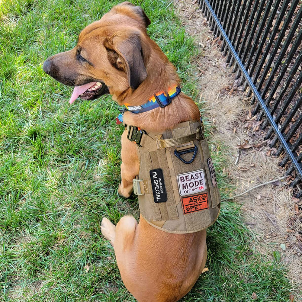 J.CARP paw-and-flag emblem adds clear status cues on walks.