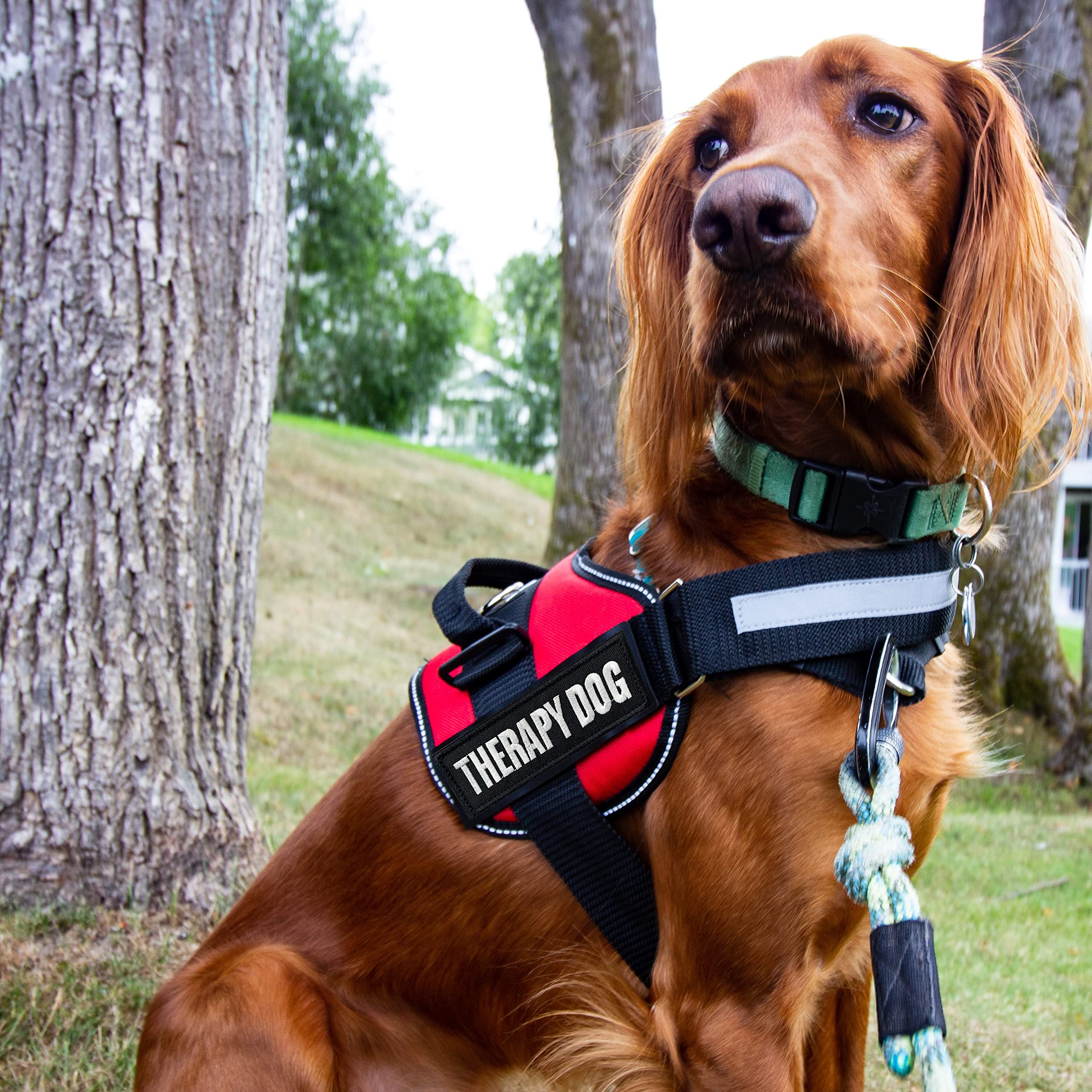 J.CARP dont-pet patch communicates boundaries during meetups and exercises.