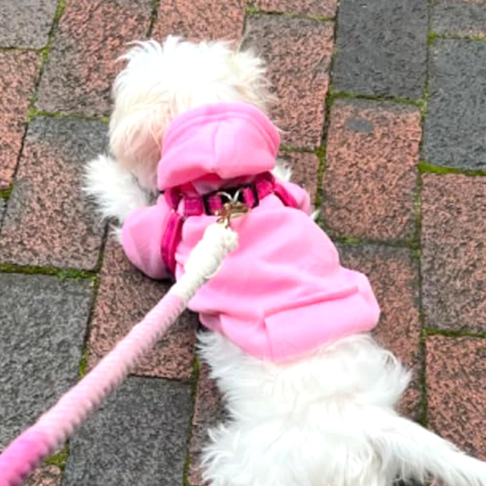 JECIKELON small dog hoodie fit closeup shows snug design for tiny breeds.