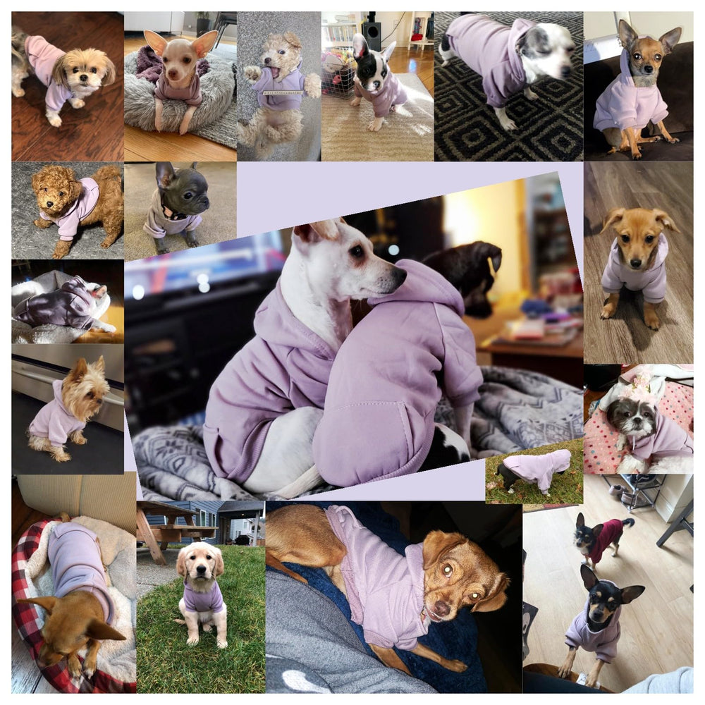 JECIKELON small dog wearing purple hoodie demonstrates easy everyday wear