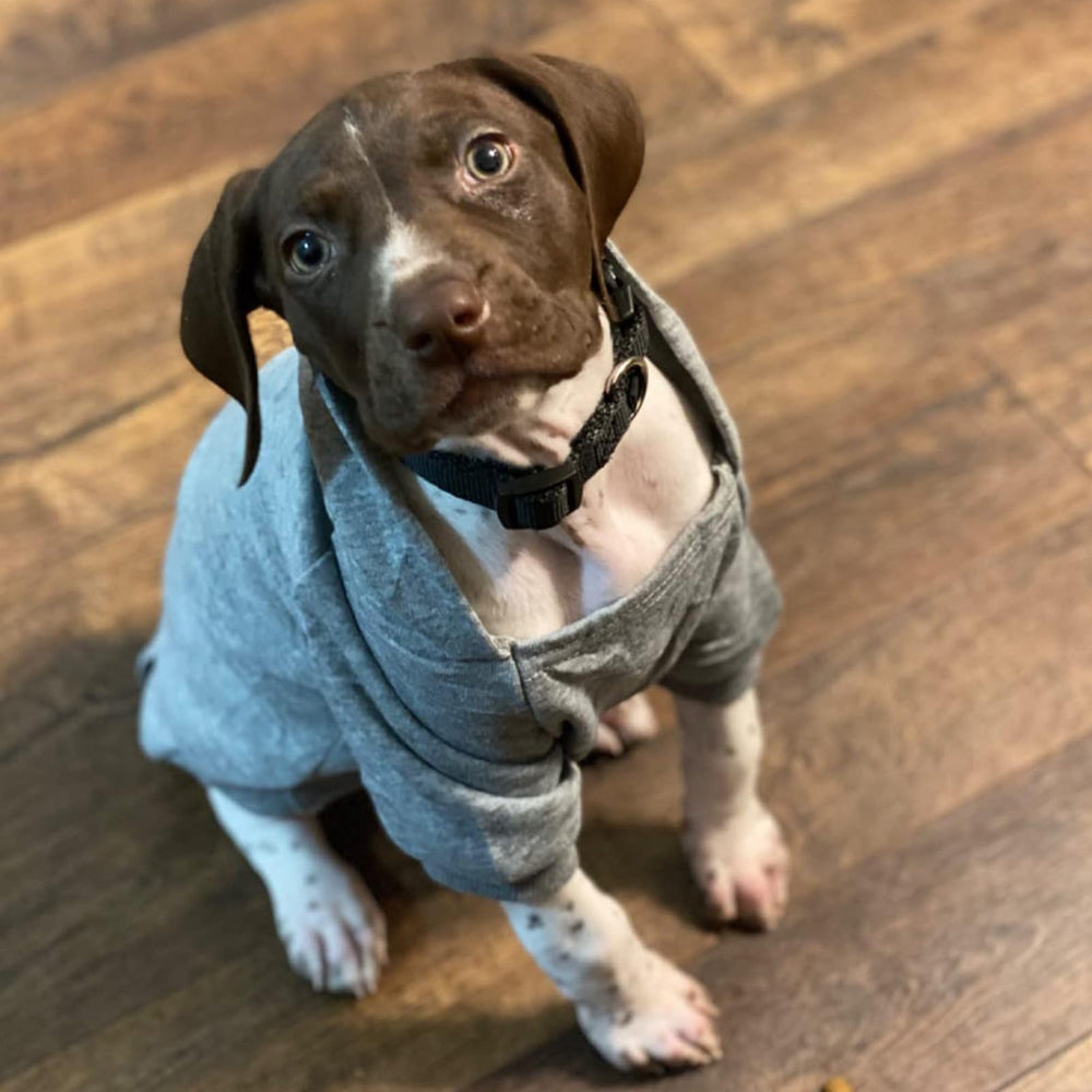 JECIKELON winter dog hoodie grey back view for a snug fit