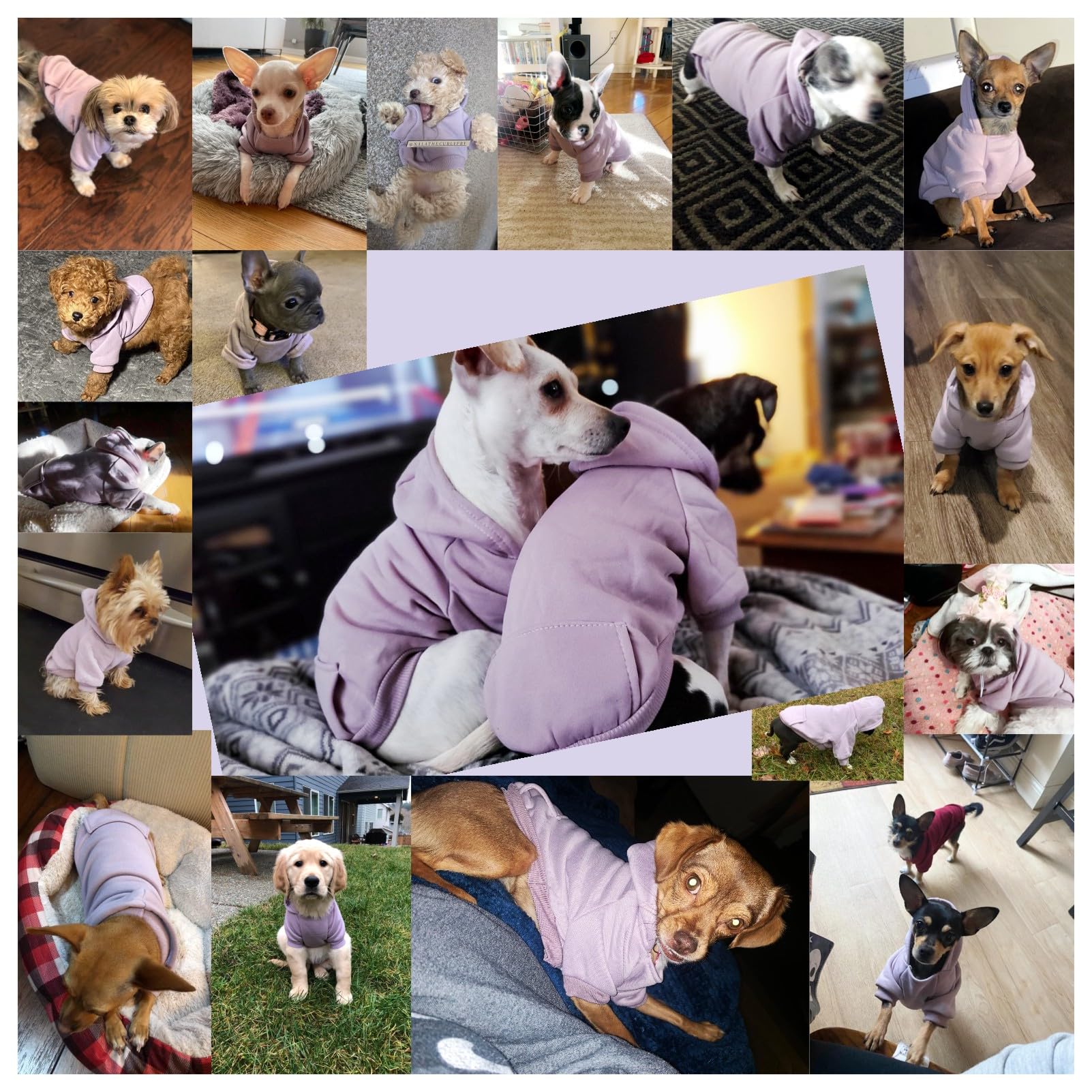 JECIKELON purple small hoodie worn by dog for cozy warmth outdoors