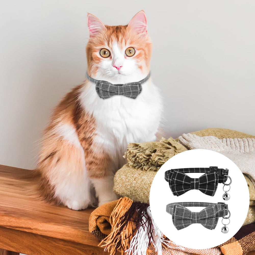 Jeffdad cat wearing collar demonstrates secure everyday wear