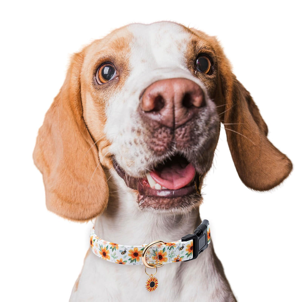Jelwuion daily-wear collar suitable for all seasons and activities