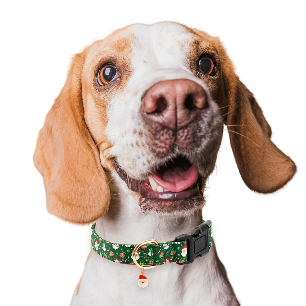 Jelwuion packaging image presents ready-to-use collar