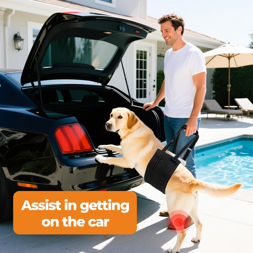 Jestrem Dog Lift Harness adjustable straps on a large dog for secure fit.