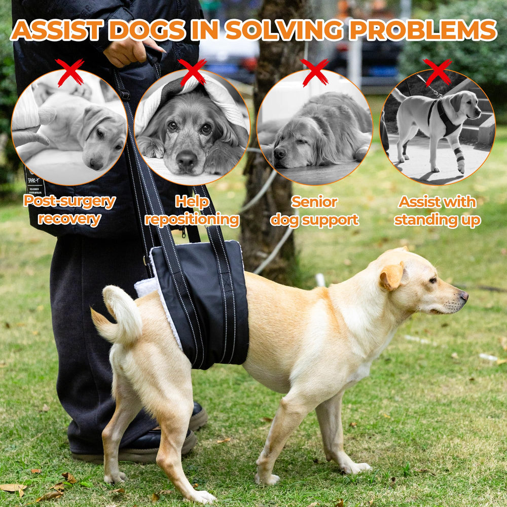 Jestrem Dog Lift Harness in use on stairs demonstrates improved assistive mobility.