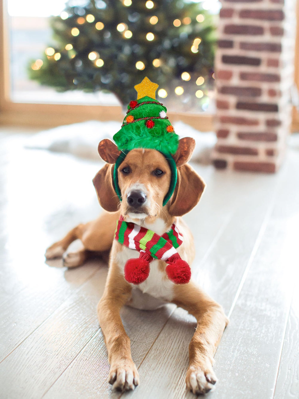JeVenis Dog Party Accessory Green Hat elevates festive pet styling