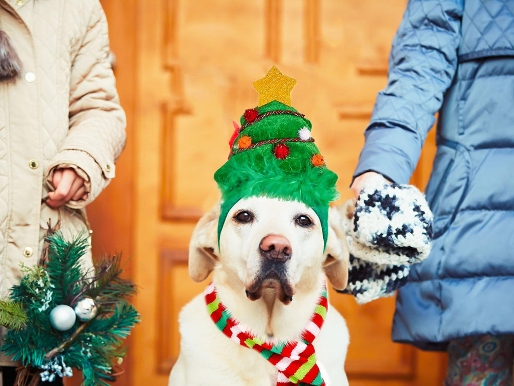 JeVenis Holiday Dog Costume modelwear for home or events