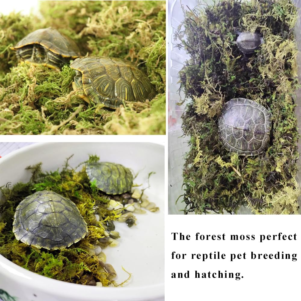 JFWOD forest moss bedding layered in potting setup adds natural beauty and moisture retention.