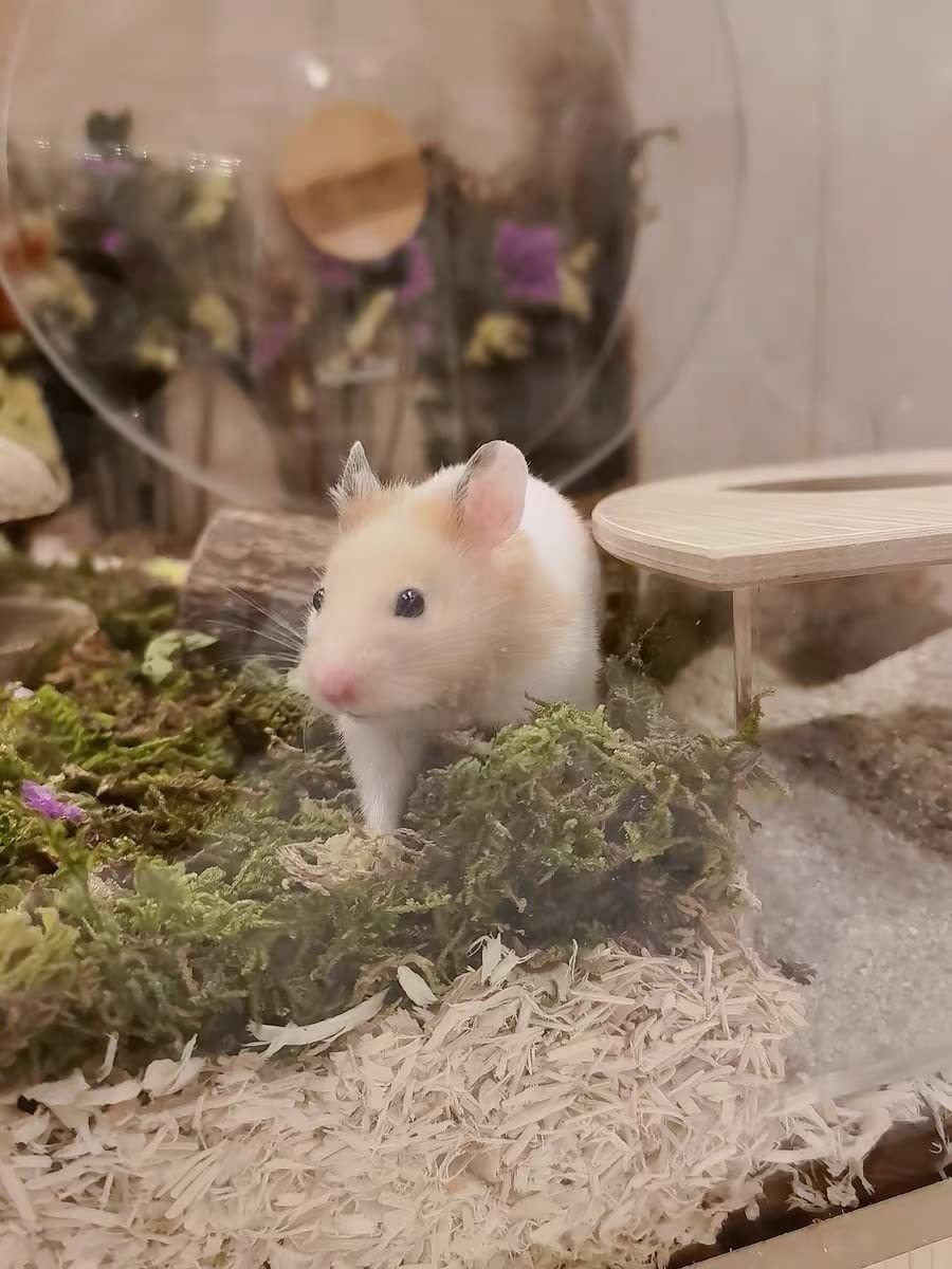 JFWOD forest moss bedding used in live-creature projects for cozy nests.