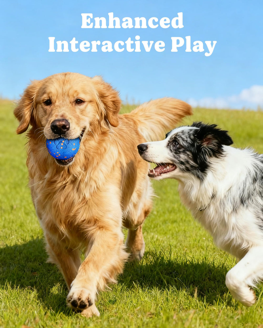 JGLXF dog owner interacting during training session improves bond and obedience.