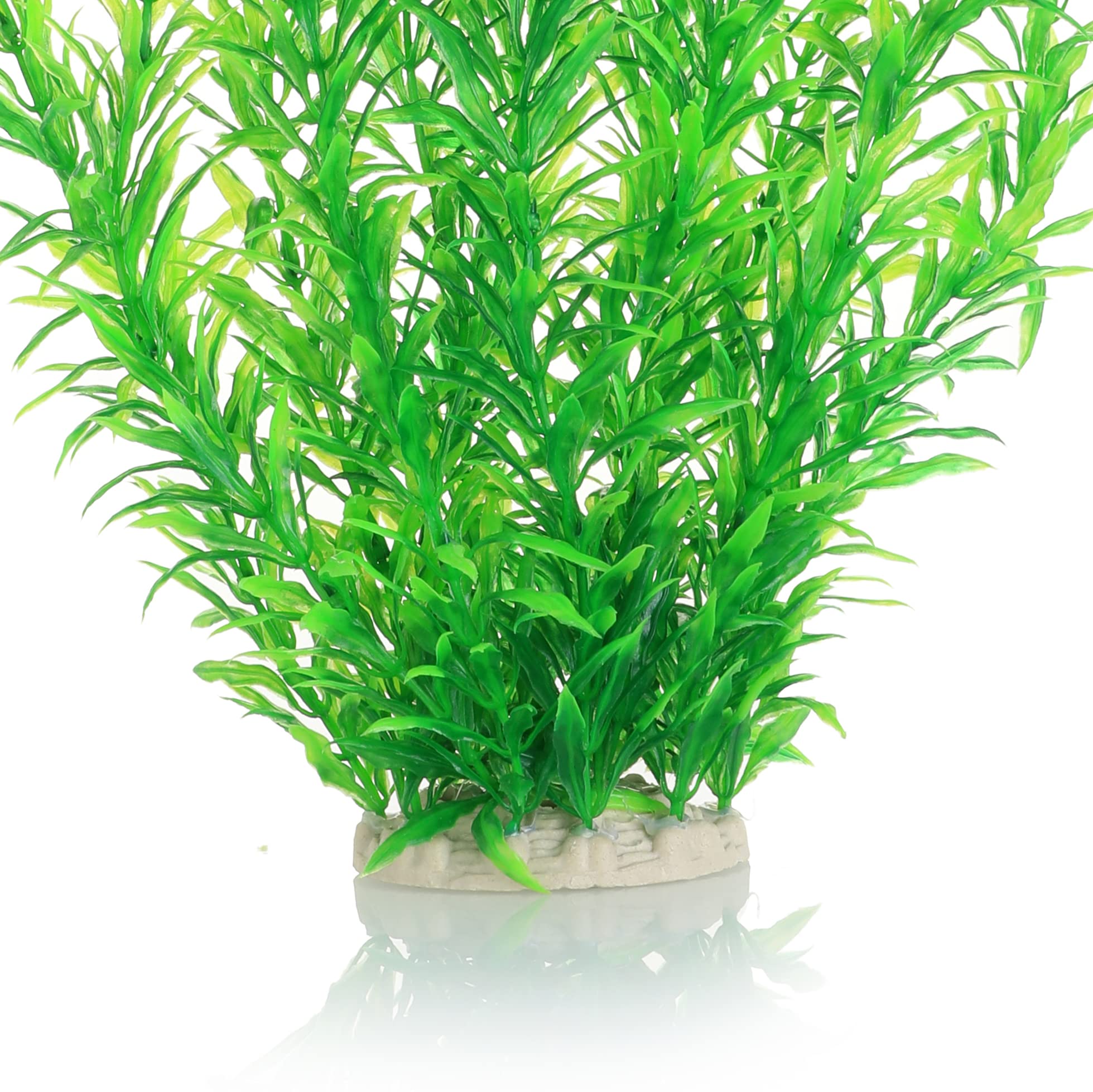 JIHAQUA plant near tank glass adds vertical interest and new hiding spots for fish.