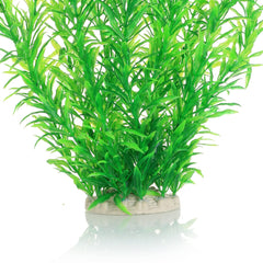 JIHAQUA plant near tank glass adds vertical interest and new hiding spots for fish.