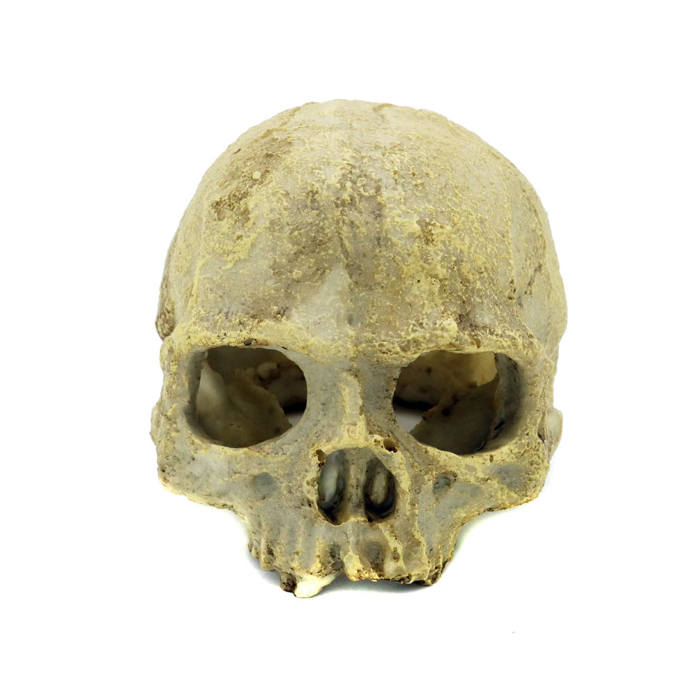 JIHAQUA aquarium resin skull eye holes offer shelter for fish and shrimp.