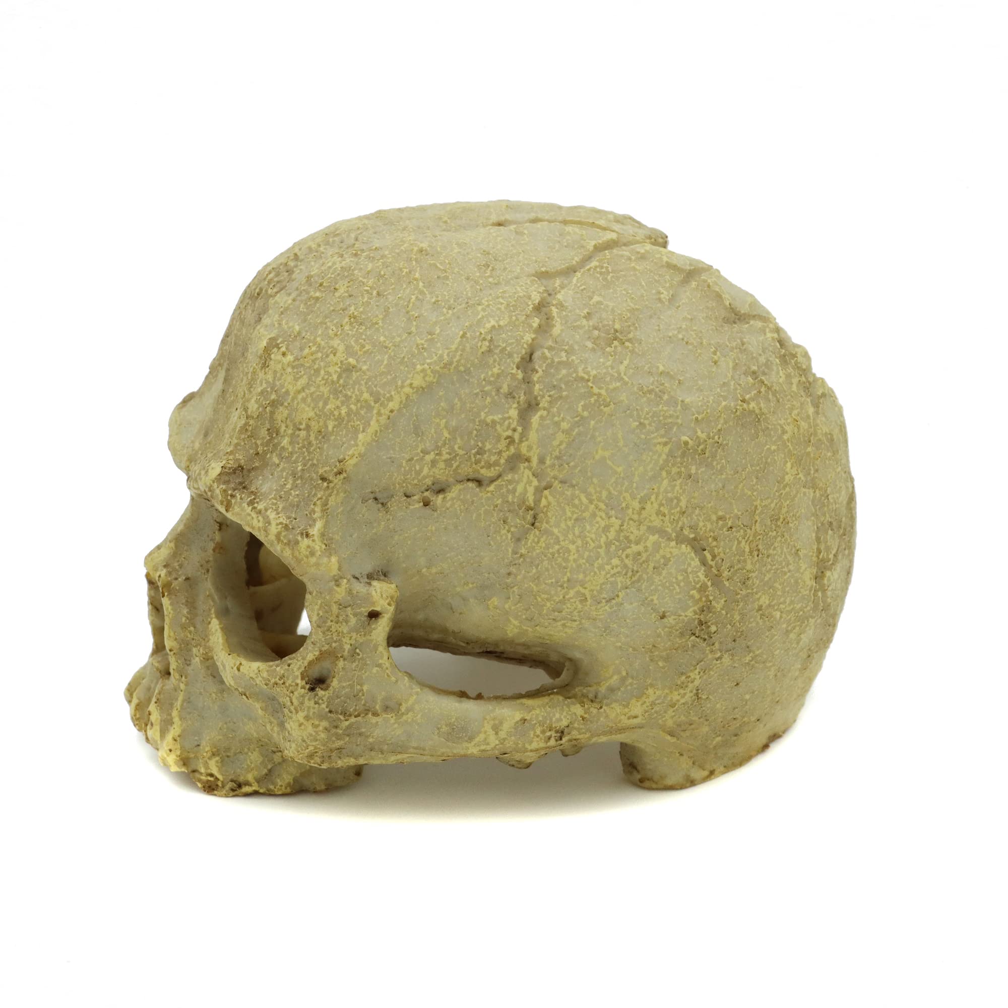 JIHAQUA resin skull hides create natural hiding spots in reptile tanks.