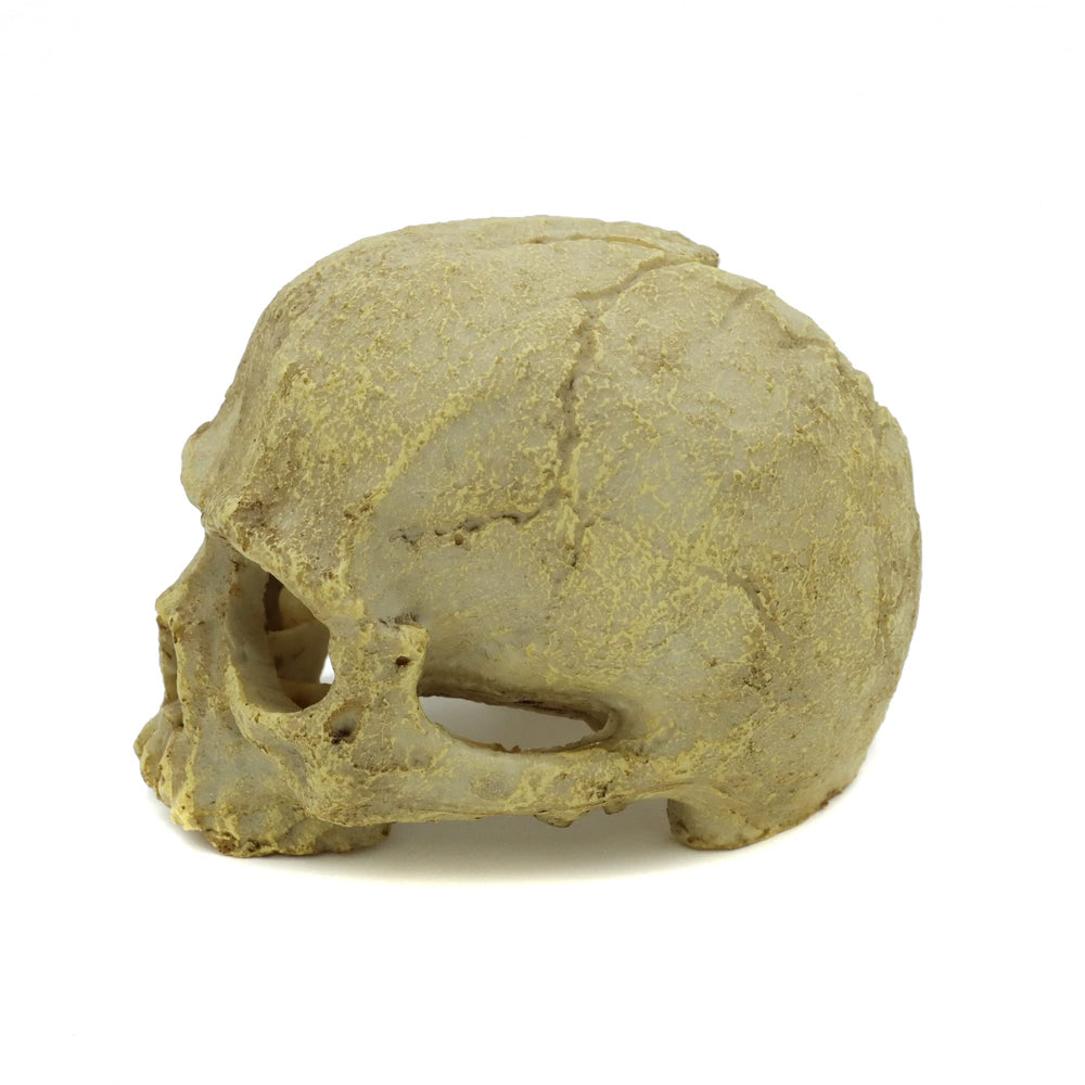 JIHAQUA resin skull hides create natural hiding spots in reptile tanks.