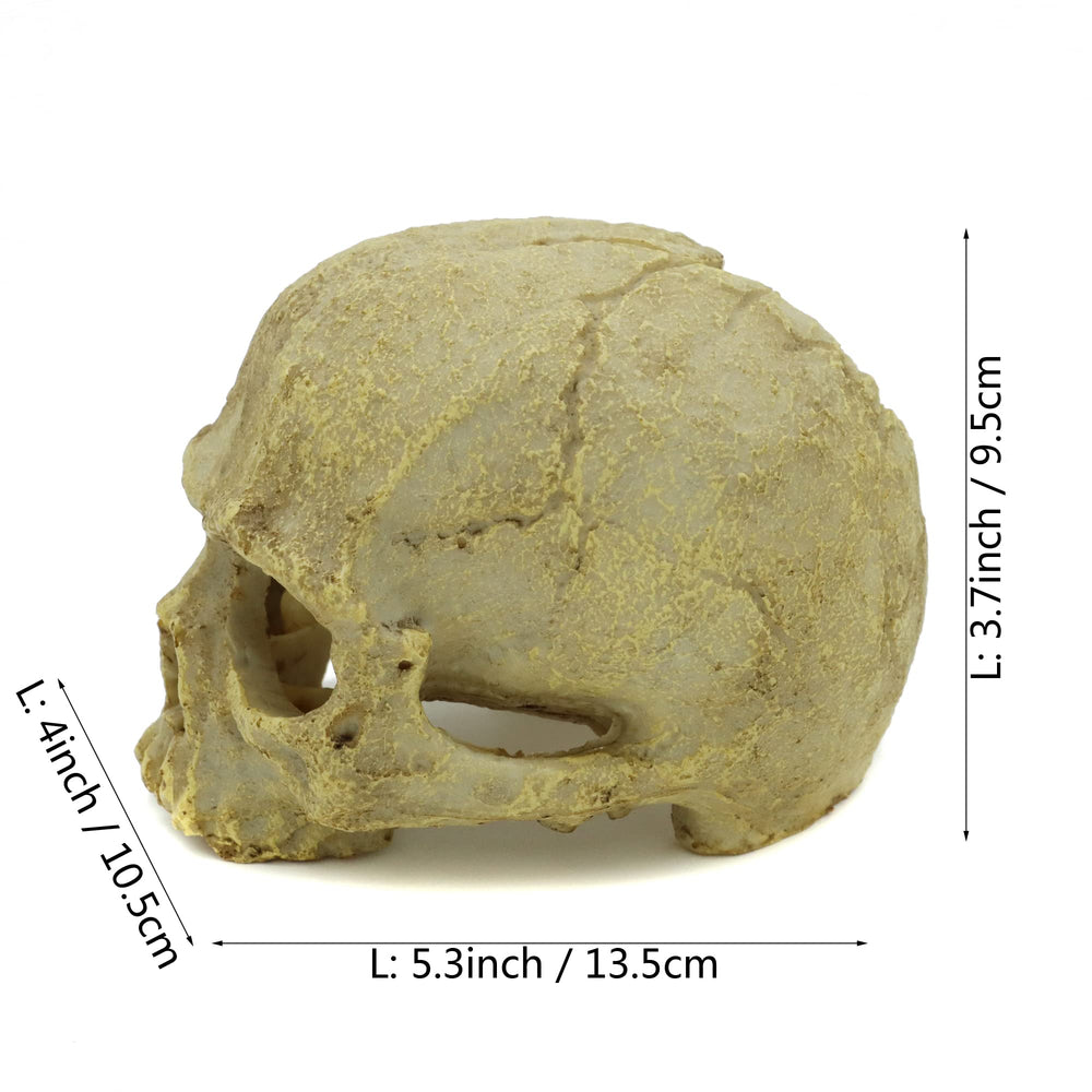JIHAQUA skull ornament's natural color remains vivid in aquascapes.