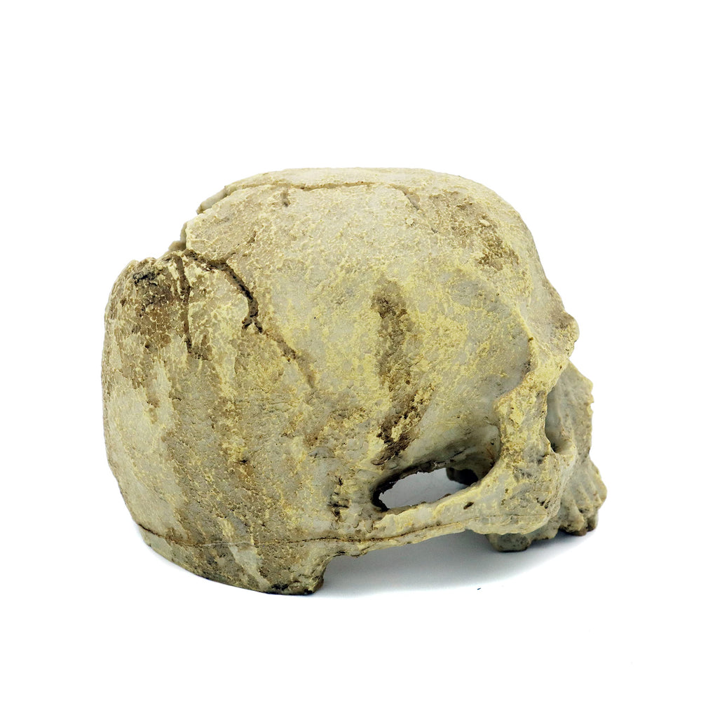 JIHAQUA resin skull eye and nose holes invite playful fish to drift through.
