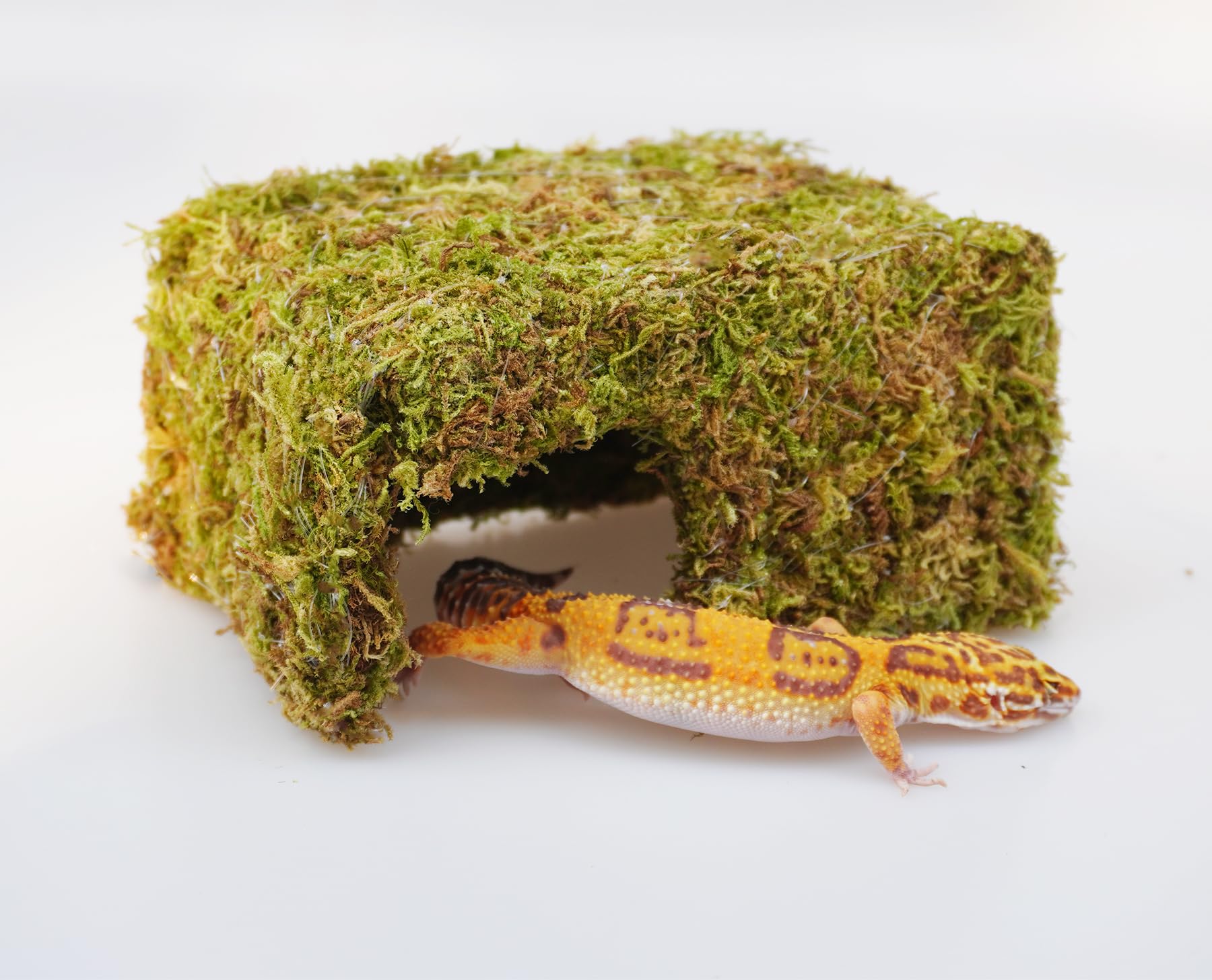 Jinymral gecko tank humidity-boost feature enhances enclosure comfort.